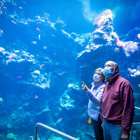 Senior member couple observing Philippine Coral Reef exhibit at the Academy