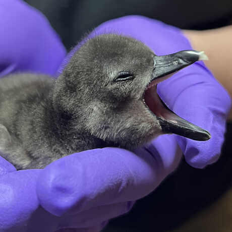 Pogo the African penguin chick yawning very cutely in a biologists gloved hands
