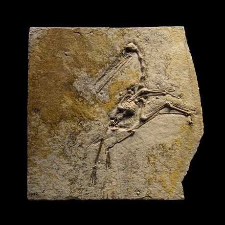 Pterosaurs: Flight in the Age of Dinosaurs | California Academy of Sciences