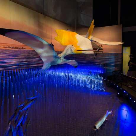 A life size diorama depicts two giant pterosaurs flying over a prehistoric ocean