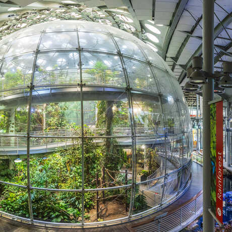 Panoramic shot of Osher Rainforest exhibit at the Academy, a 4-story glass dome housing a living rainforest