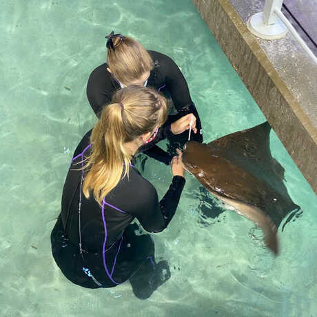 2 biologists apply topical medication to the rostrum of a cownose ray