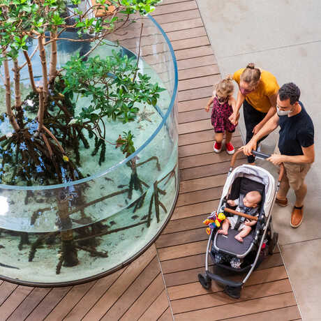 Aerial photo of family with stroller viewing an exhibit at Reef Lagoon