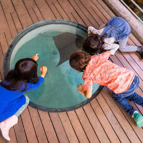 3 kids looking through porthole at stingrays in Reef Lagoon exhibit