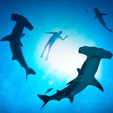 Underwater photo from below of swimmer with hammerhead sharks and sun-dappled water
