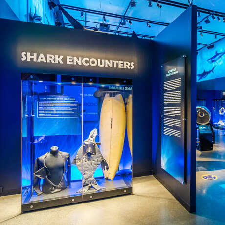 Exhibit display with surfboard bitten by shark and wetsuit worn by shark bite victim