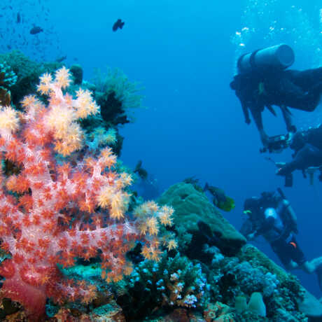 A vivid pink soft coral brightens up a mesophotic reef as Academy divers swim by