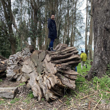 Gigantic tree stump in Golden Gate Park with a person standing on top