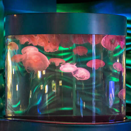 Tank of moon jellyfish on exhibit at the Academy