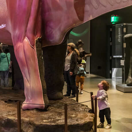 Toddler looks up at Mamenchisaurus model in World's Largest Dinosaurs exhibition at the Academy