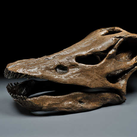 Cast of diplodocus skull on exhibit at AMNH