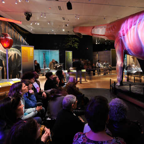 Guests gaze up at life-size model of Mamenchisaurus on exhibit at AMNH