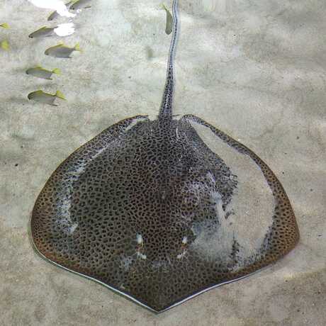 A stingray rests on the sandy bottom of the Mangrove Lagoon exhibit