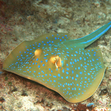 Blue-spotted ribbontail ray, or Taeniura lymma
