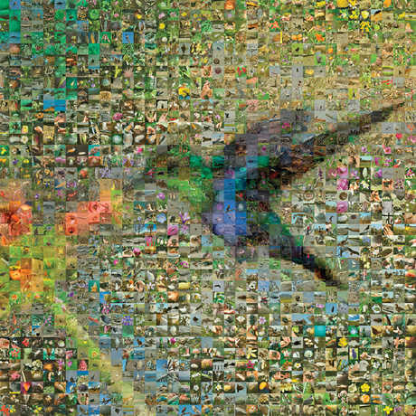 Hummingbird mosaic of iNaturalist images