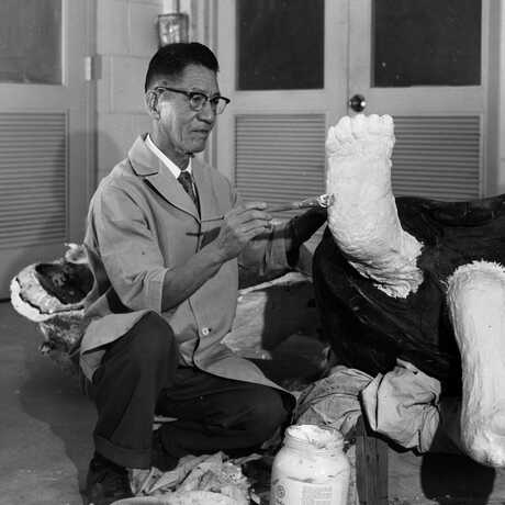 Black and white photo of Academy scientist Toshio Asaeda with tortoise specimen
