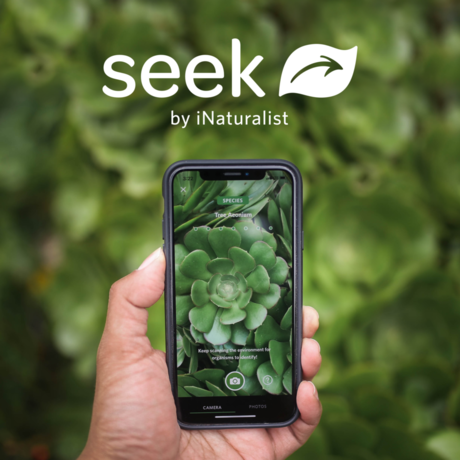 A smartphone with the Seek app on screen identifying a plant 