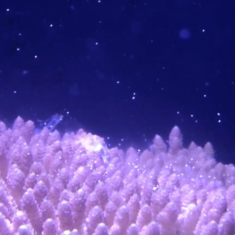Still image of coral gametes floating in the water during a spawning event