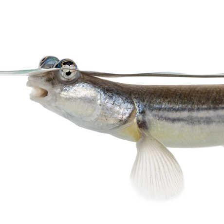 Portrait of four-eyed fish, or Anableps anableps