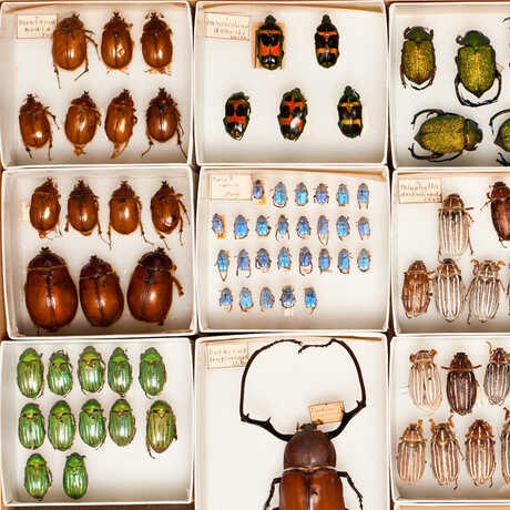 Colorful insect specimens in the Academy's scientific collections