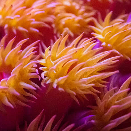 Macro photo of orange and pink coral polyps