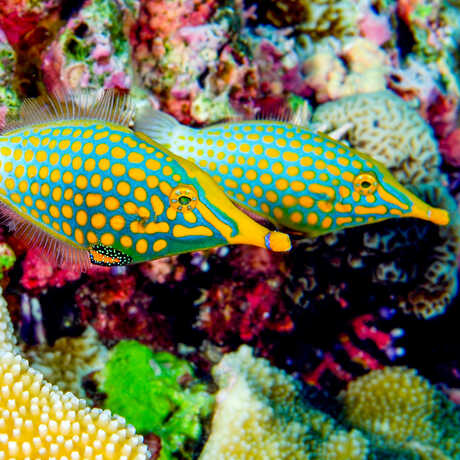 2 orange-spotted filefish next to a coral reef