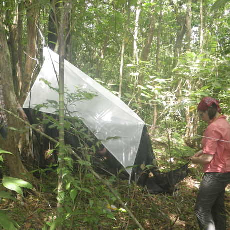 Academy scientists setting up a flight trap in the forest. 