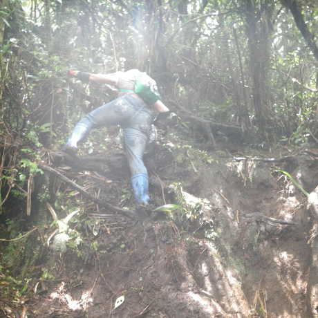 A scientist uses roots and trees to climb to Mt. Banahaws summit