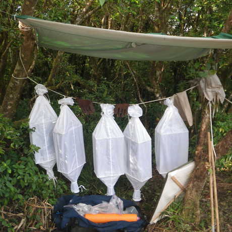 Insect trapping devices filled with concentrated leaf litter 