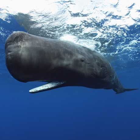 Photo of a sperm whale by Brandon Cole