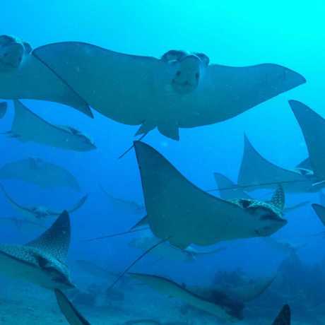 image of spotted eagle rays