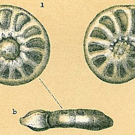 Hyalinea balthica illustration