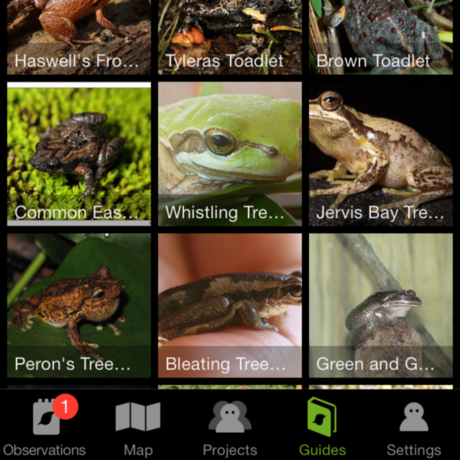 iNaturalist screenshot showing a list of reptiles.