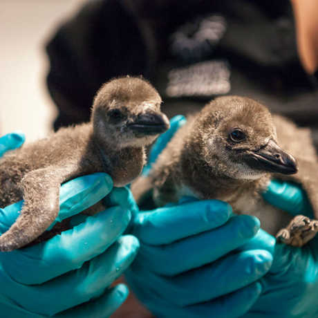 A biologist holds two newly hatched penguin chicks from the California Academy of Sciences 