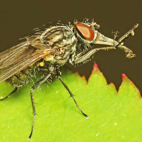 Pinocchio Fly (Musca longiproboscis) male ©Martin Cooper