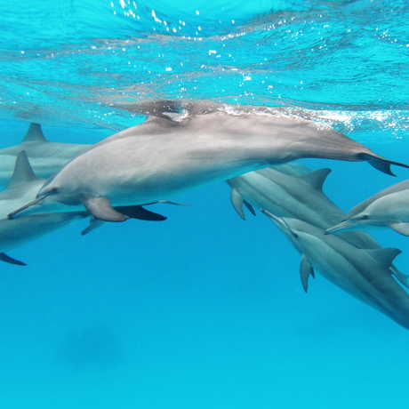 A spinner dolphin ecolocating. Alex Vasenin, Wikimedia