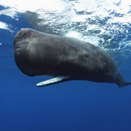 Photo of sperm whale from the Whales exhibit 