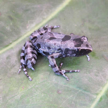 The Cyaneospila frog, photo by Dave Blackburn 