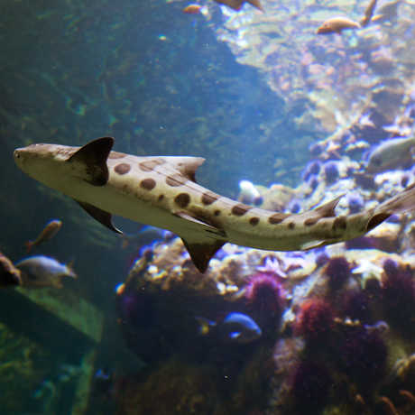 Leopard shark at the California Academy of Sciences