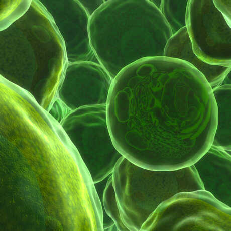 Digital rendering of interior of leaf structure from Life: A Cosmic Story planetarium show