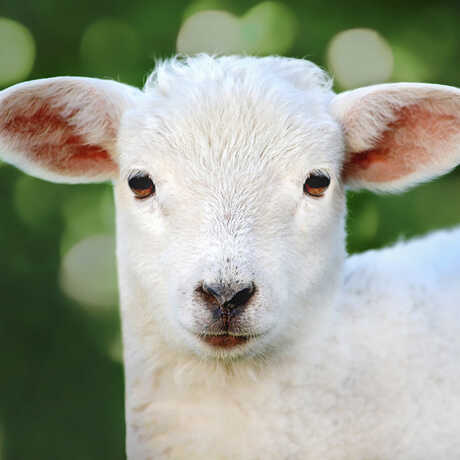 Cute picture of a lamb