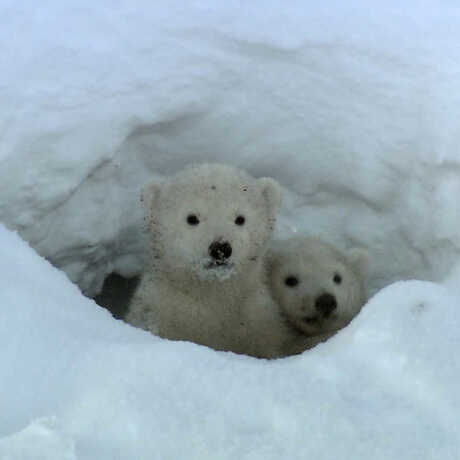 2 polar bear cubs peek out of a snowy den