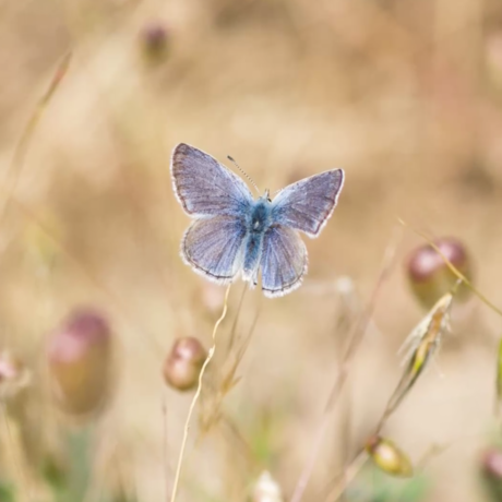Blue butterfly by Tim Wong