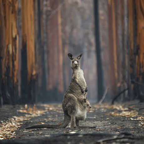 An eastern grey kangaroo stands in a burned eucalyptus plantation in the 2021 BigPicture Grand Prize Image