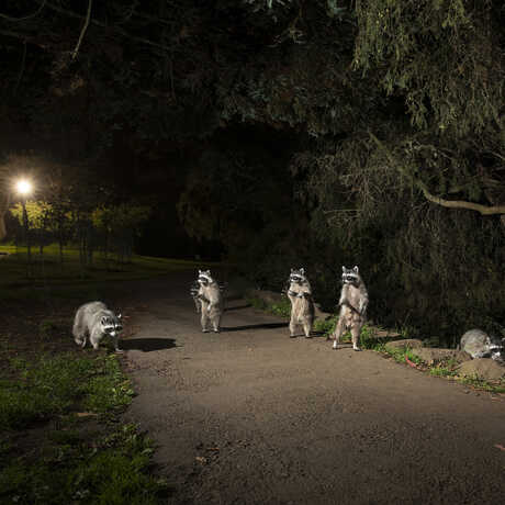 A gaze of raccoons (six visible) perks up as a car peels by in Golden Gate Park. They are illuminated against a dark backdrop. 