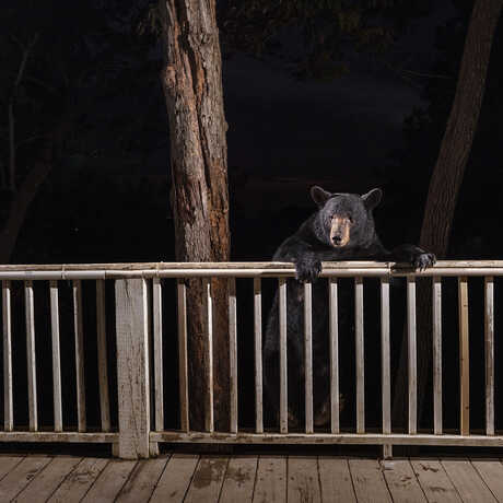 A bear climbing over a porch in North Carolina