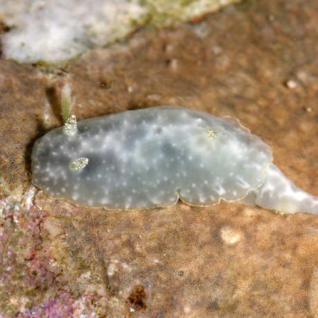A new-to-science sea slug, Chromodoris kalawakan, is distinguished by its cloudy blue coloration.