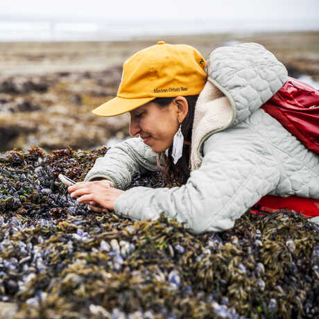 Olivia Van Damme lays atop a tidepooling rock and uses her phone to photograph a species for city nature challenge.