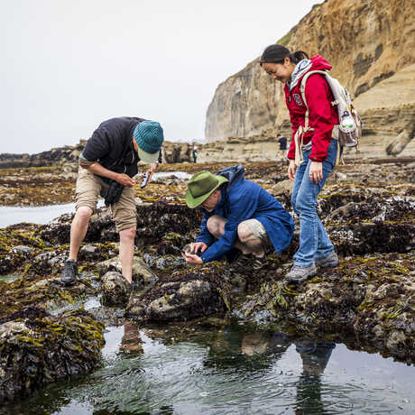 Three people stand/crouch at a tidepool in california during city nature challenge, in which they use iphones to take pictures of flora and fauna for inaturalist. 