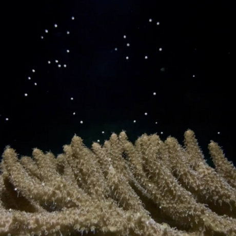 Coral releasing gamete bundles during an assisted spawning event in the Academy's Coral Regeneration Lab